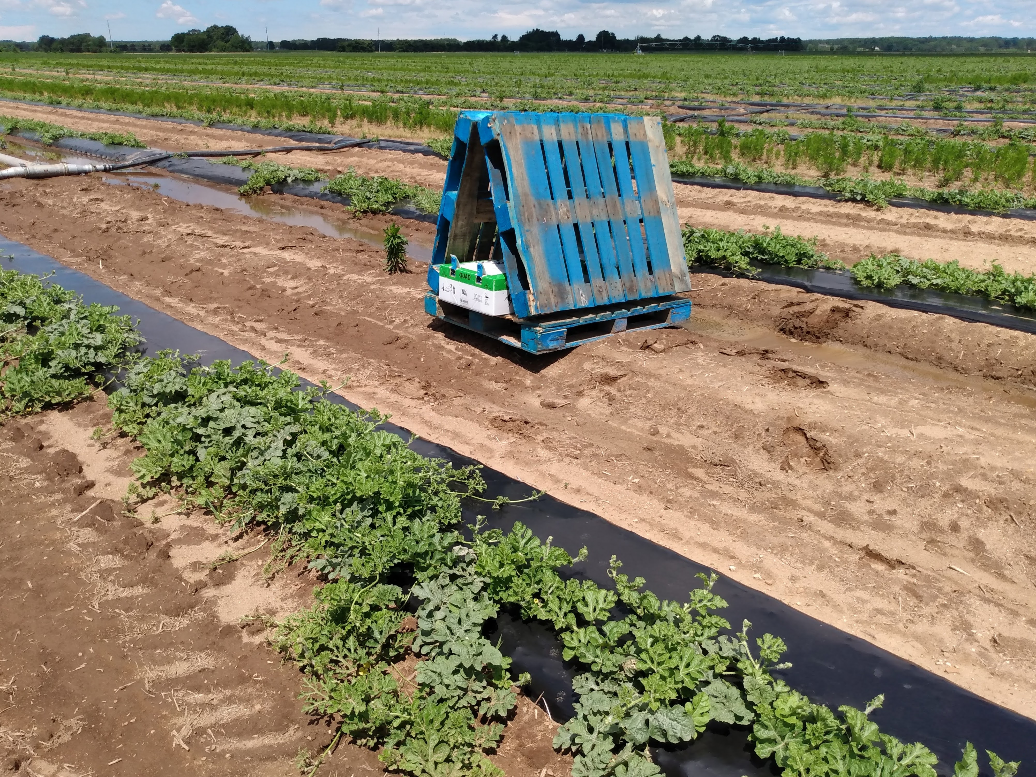 Photo of managed bumble bees in a melon field